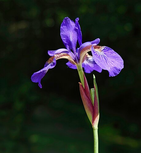 Spring Flowers