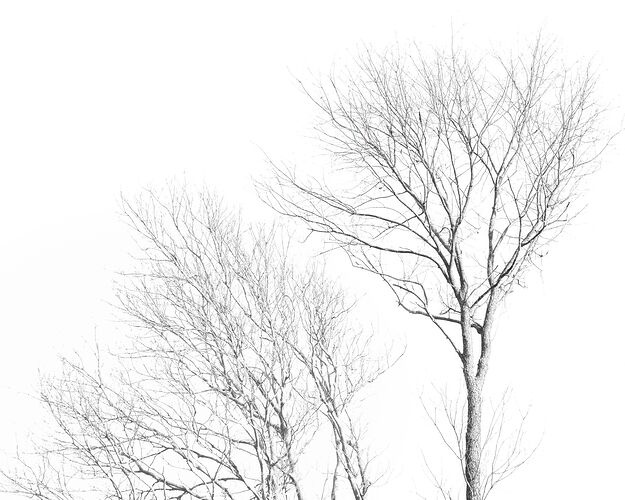 Gestures in Repose.jpg