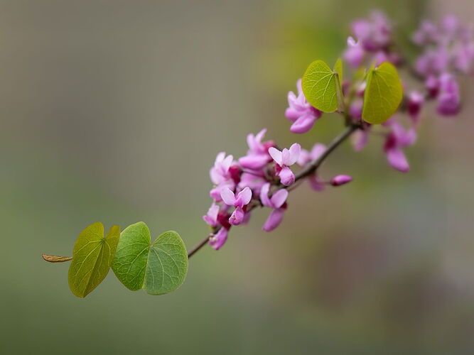 _49A1487-Edit.jpg
