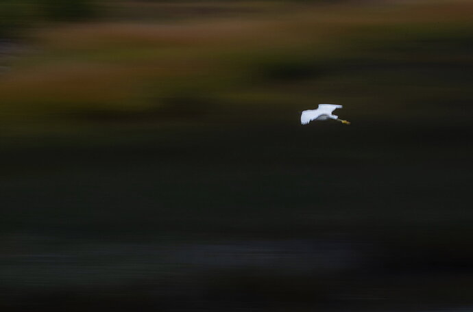 Original - dcampbell-egret-motion-maine-2025-social-master.jpg