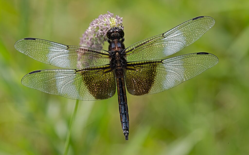 Male Widow Skimmer Macro/Closeup Critiques Nature Photographers