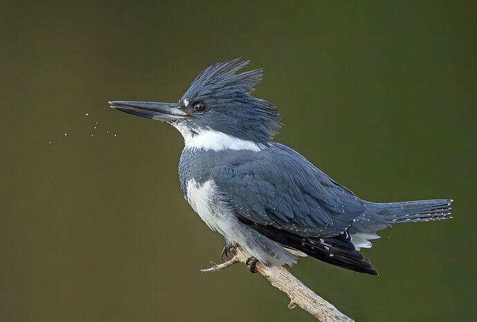 Belted Kingfisher 151