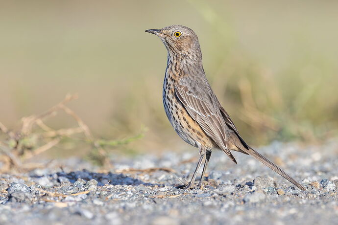 Website-Sage Thrasher-Byxbee-October 30, 2025-1.jpg