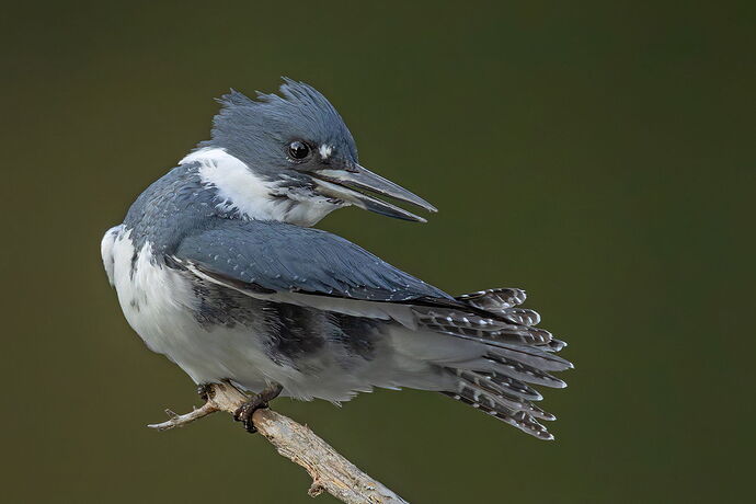 Belted Kingfisher 152.jpg