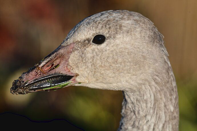 snow-goose-2-copy