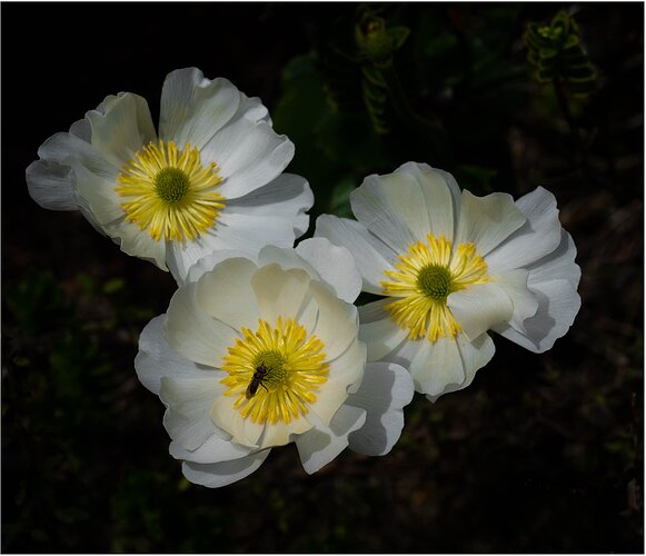 Mount Cook Buttercup trio