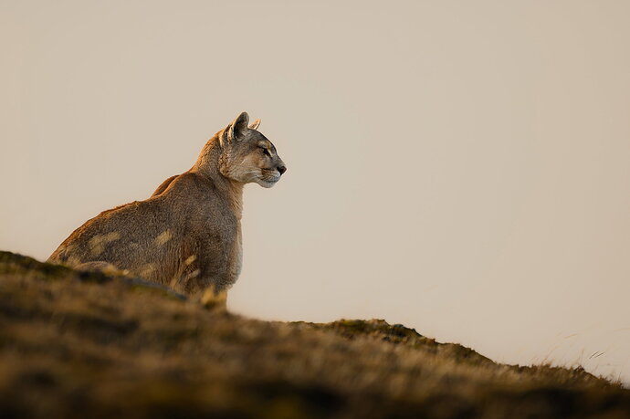 Original - NPN_PUMA_PATAGONIA_FTU9019_3.jpg