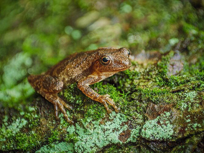 Spring peeper