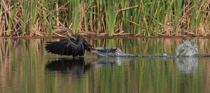 Anhinga 1 - NPN