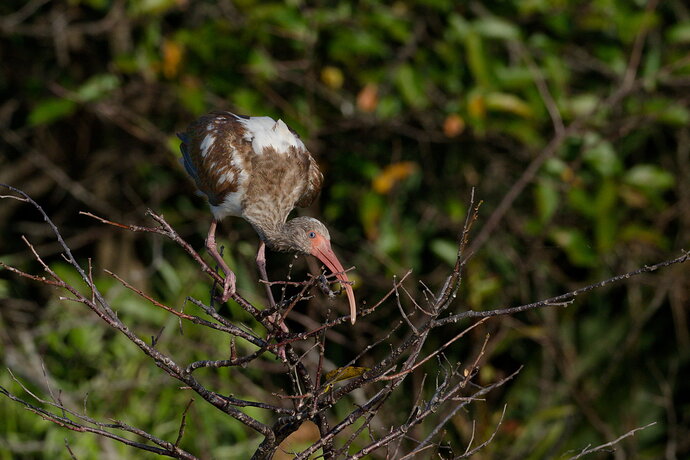 Original - DSC_6325_DxO.jpg