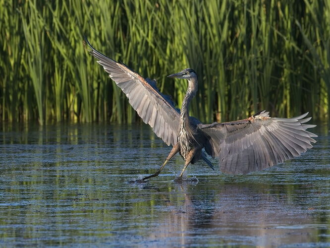 20250913_bird 7548