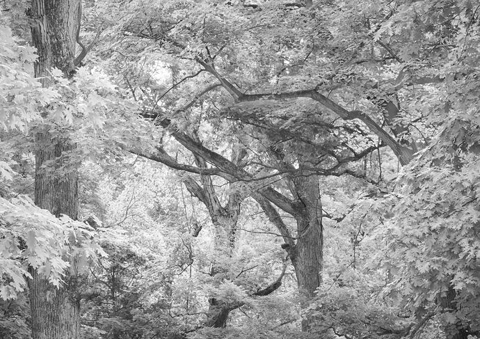 Into the Woods Revised