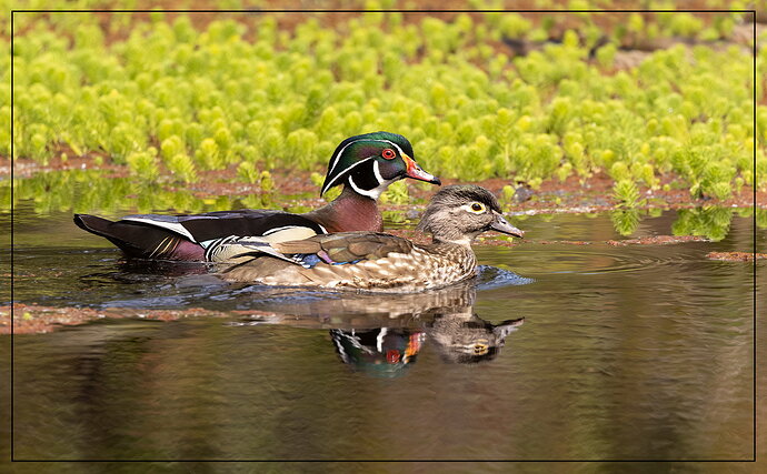 Wood Duck Pair-NPN.jpg