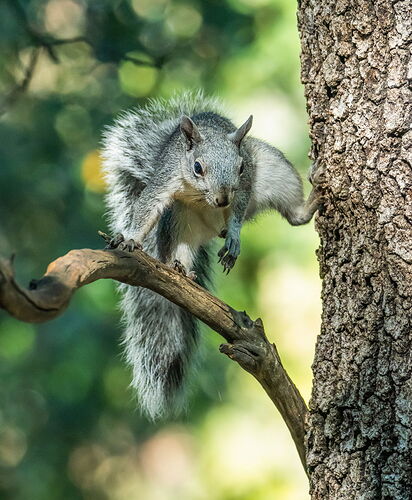 SQUIRREL.jpg