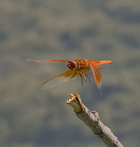 P7270605-001 Cropped.jpg