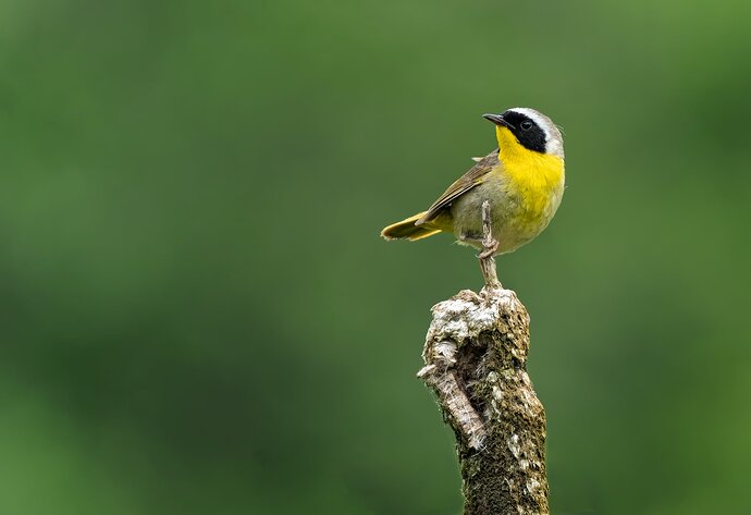 Yellowthroat-2-copy