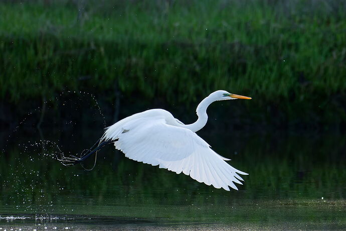 DSC_2319_DxO.jpg