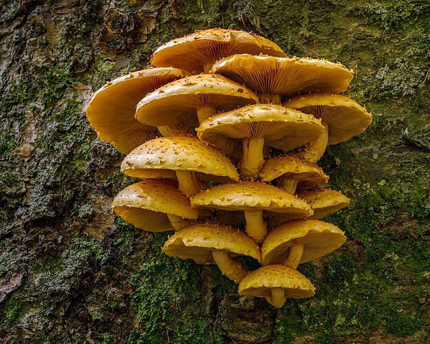 Pholiota squarroides