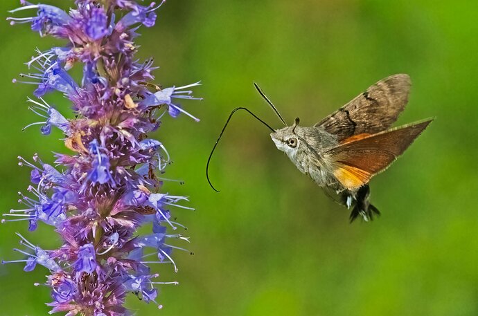 The Lucky One - Weekly Challenge - Nature Photographers Network