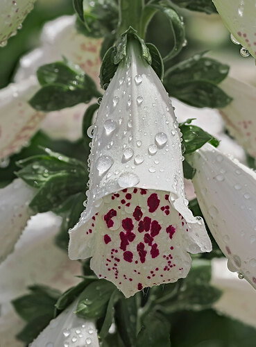 Foxglove.jpg