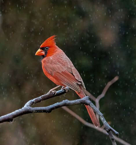 Rainy Day Cardinal