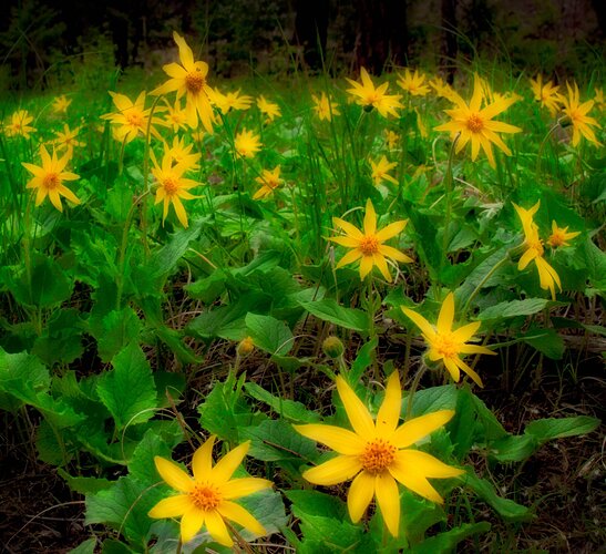 Balsamroot dream 2