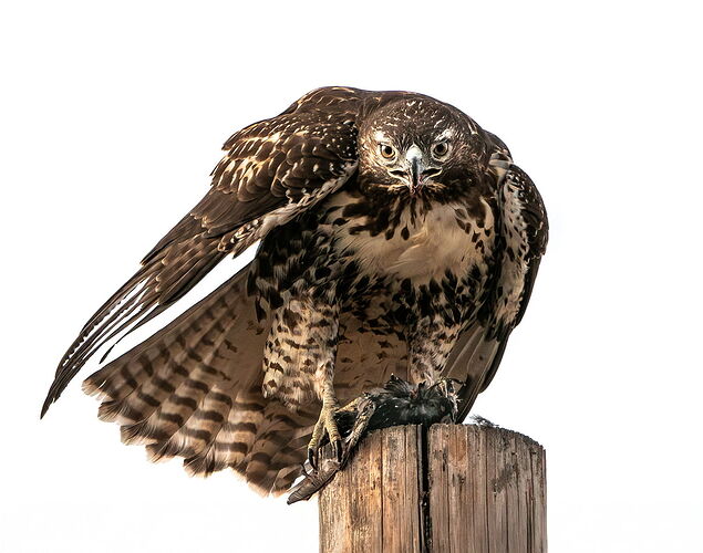 Red Tailed Hawk-Edit.  With a little more space on the top and bottom.