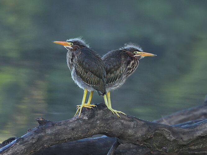 Green Heron chicks