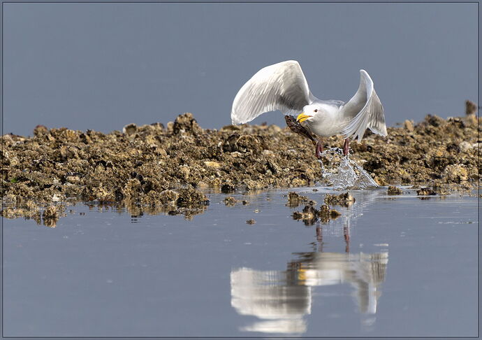 -20240605-_A1_2243-Big Beef Creek-ARW-Edit