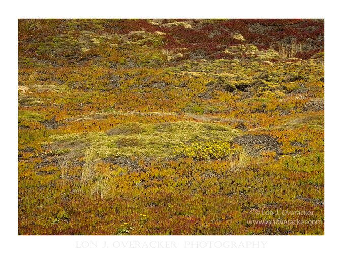 Point Reyes Tundra