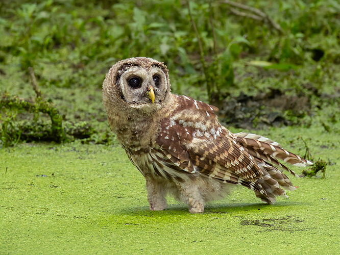 Barred Owl 14.jpg