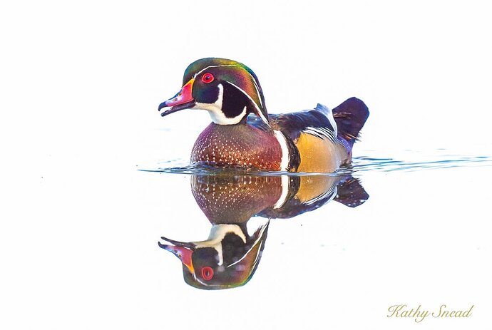 Wood Duck4