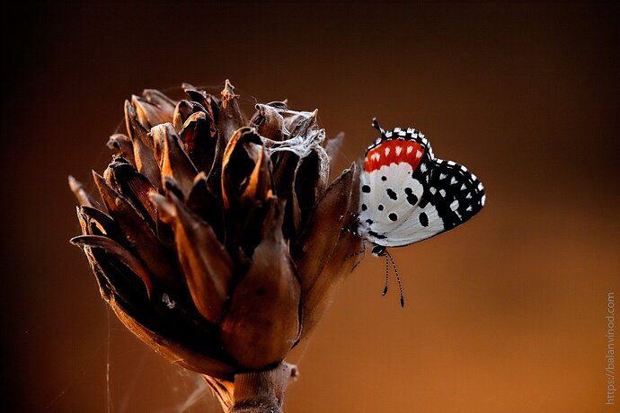 Red Pierrot in the Evening