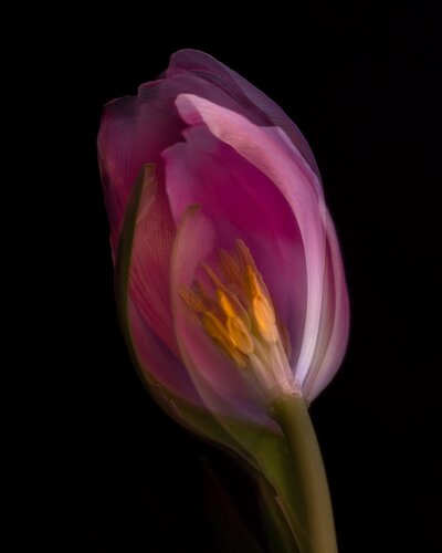 tulip-DSC_1771-2