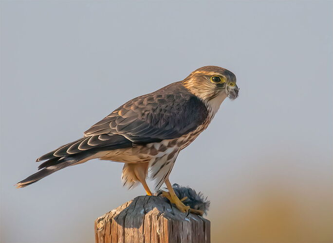 KESTREL.jpg