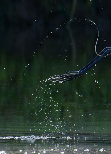 DSC_2318_1_DxO-1