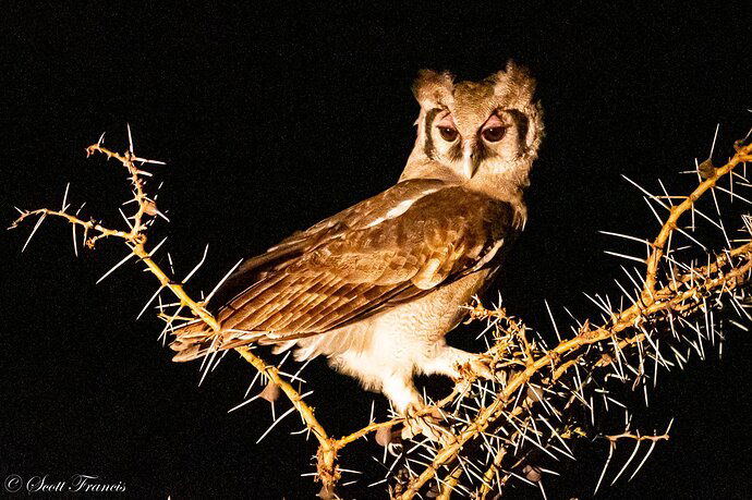 Owl at Night