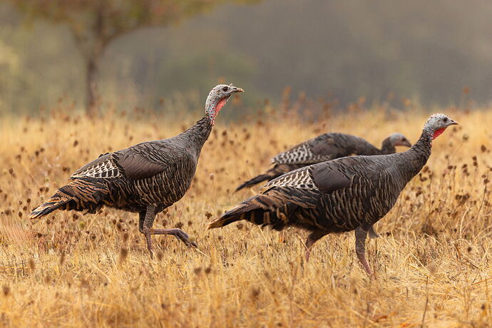 Wild Turkeys-Edit.jpg