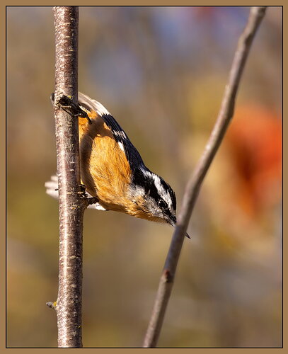 Original - Red-breasted Nuthatch-NPN.jpg