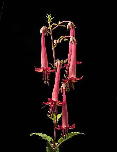 CapeFuschia