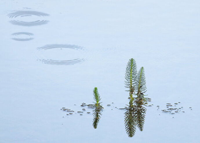 Revision 1 - Rainy Morning on Slate River Pond - Revised.jpg