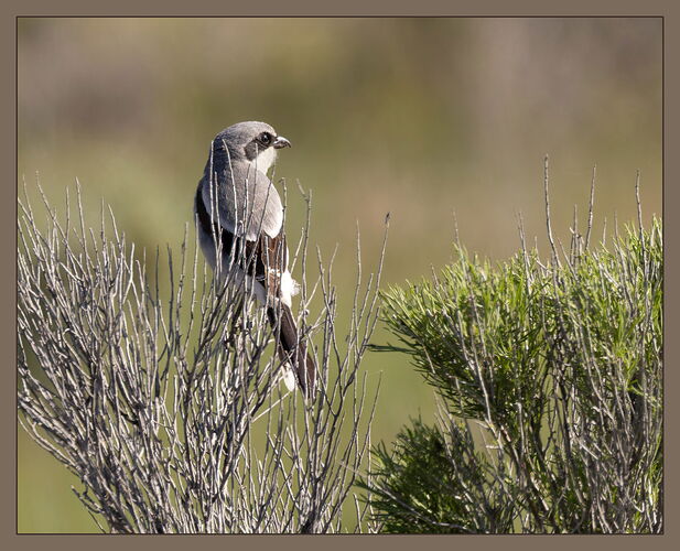 Loggerhead Shrike2-NPN.jpg