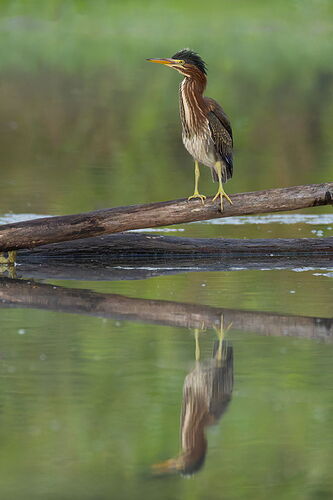 Green Heron 83.jpg
