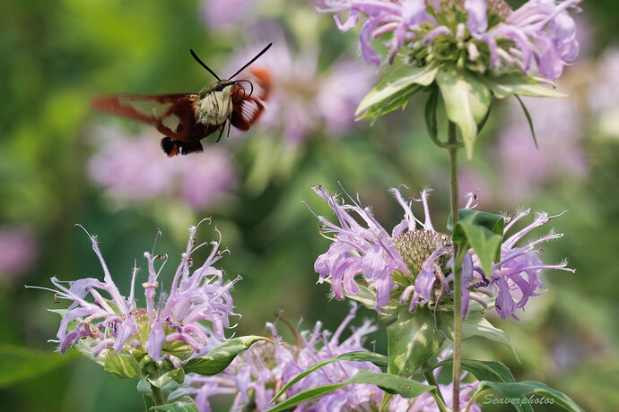 Original - Hummingbird Clearwing.jpg