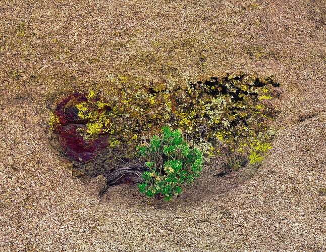 Flor0666_A_16_REWORKED