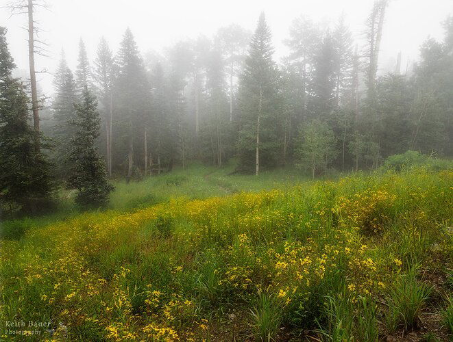 Flowers and Fog