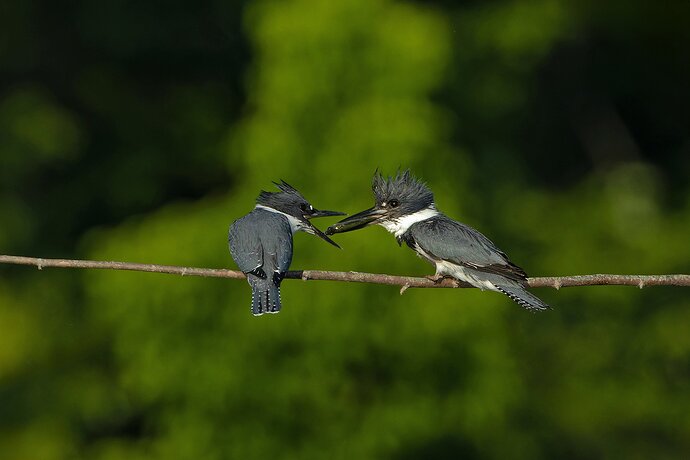 Belted Kingfisher 42.jpg
