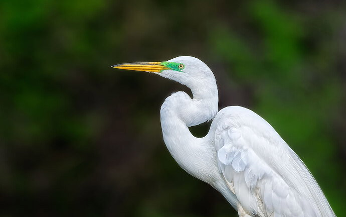 Egret-close-up,-Take-2.jpg