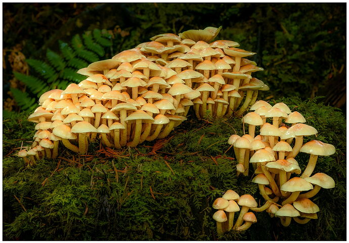 Shrooms Edit