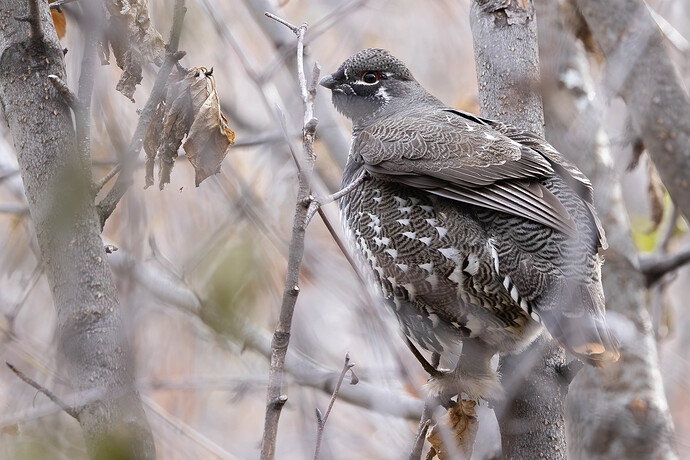 Spruce grouse v3
